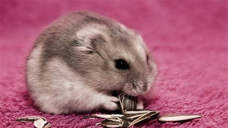 仓鼠装死合集,仓鼠装死被主人弄死