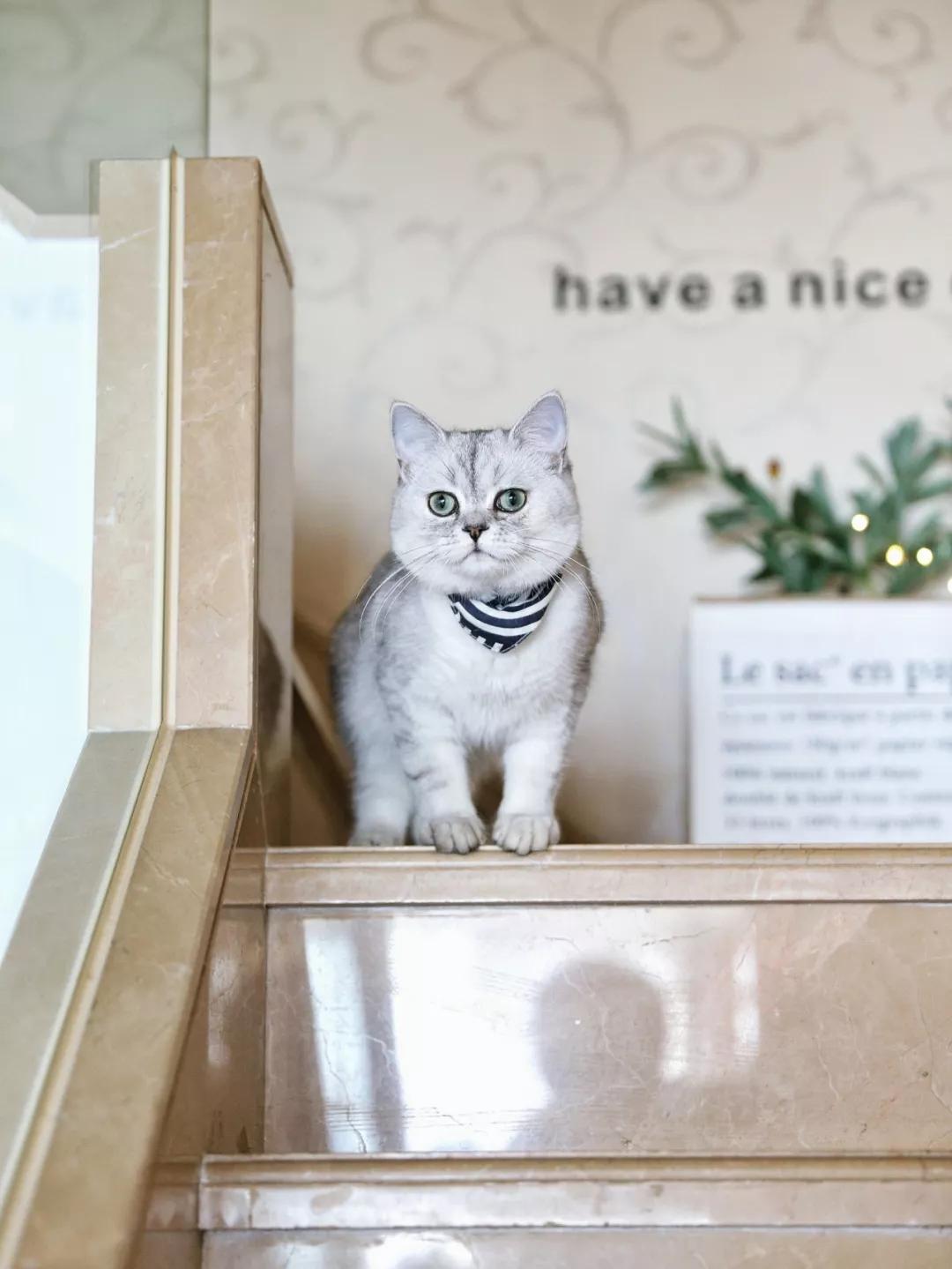 北京有没有撸猫的地方,福州撸兔兔的店