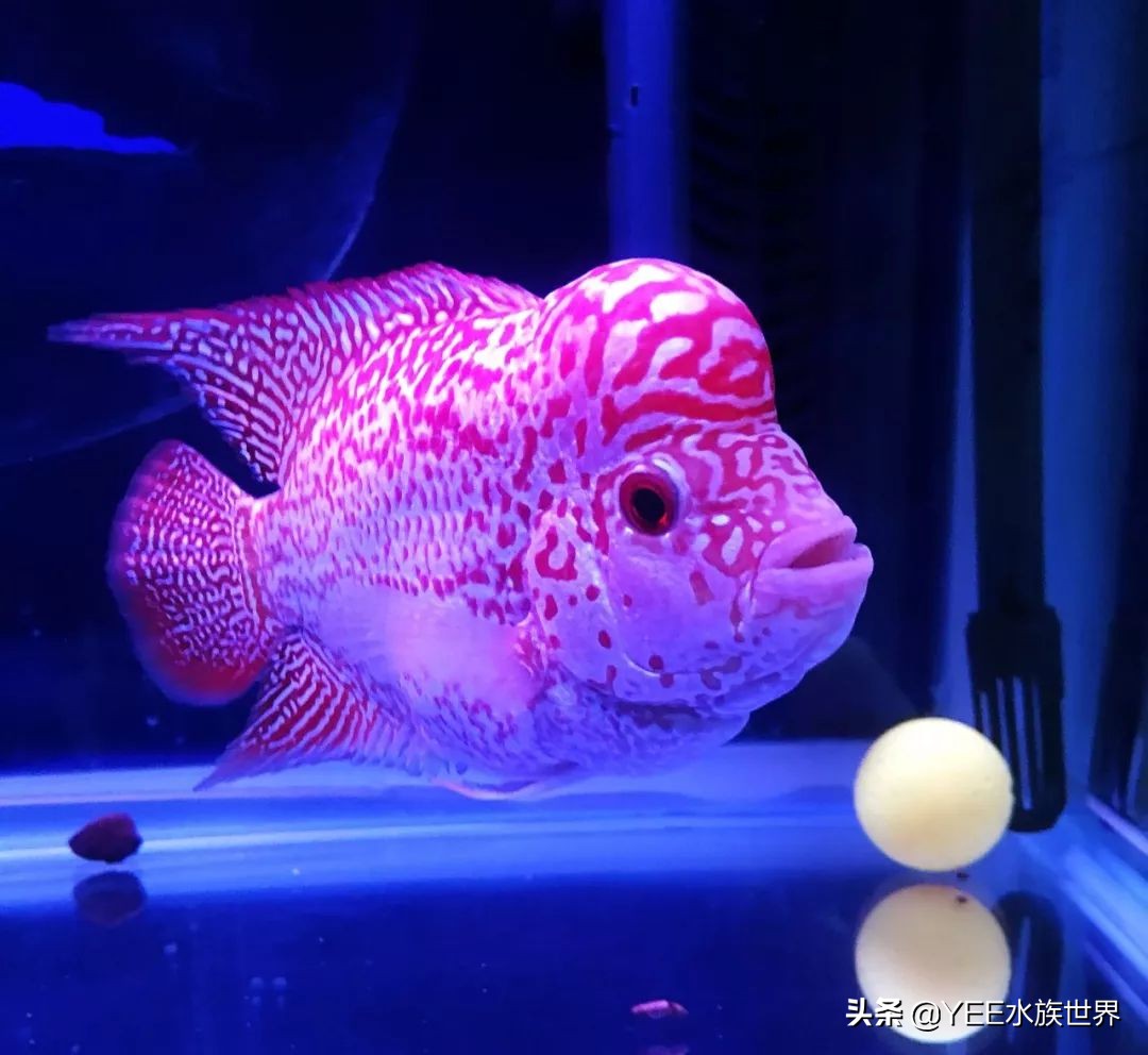 罗汉鱼怎么培养,罗汉鱼苗子好养活不