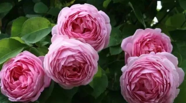 一万年一次的2020520；一起认识100种玫瑰~别送错啊