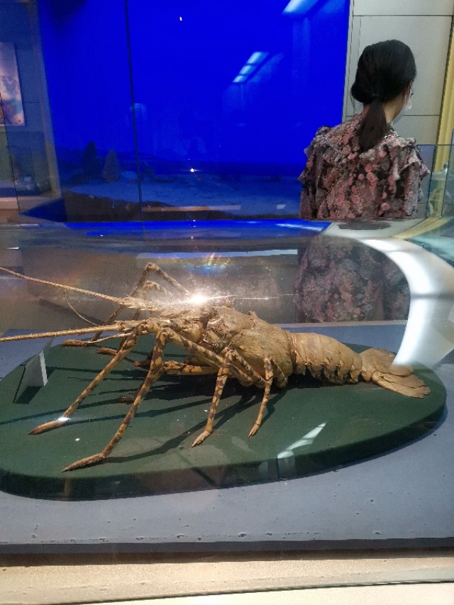 威海鲸鱼标本博物馆,鲸鱼演化博物馆标本