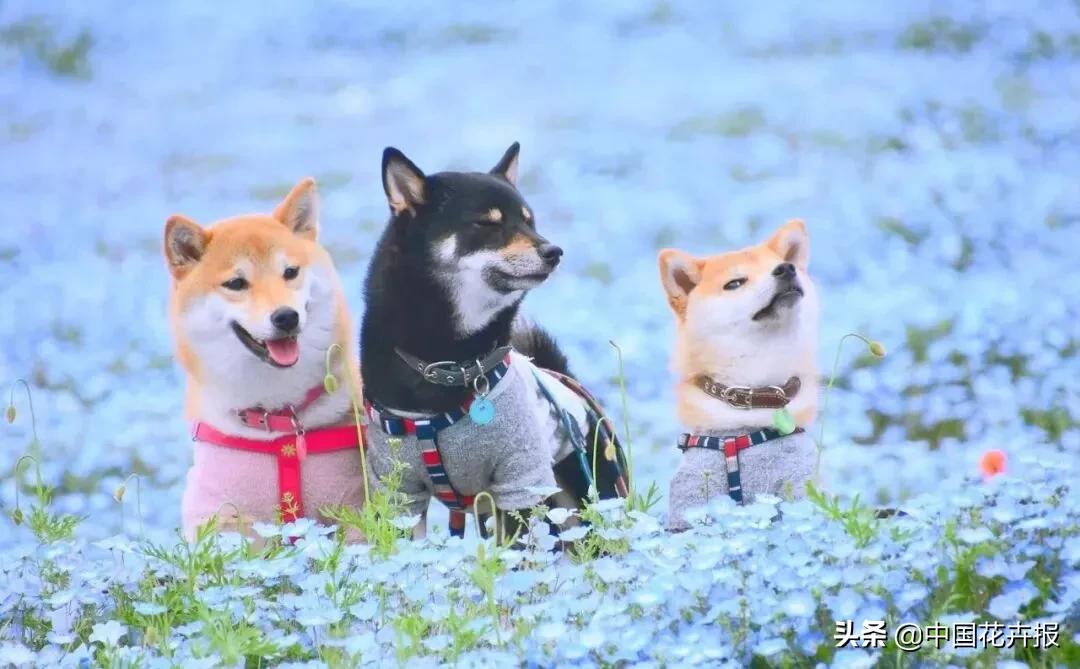 什么色系的花好看,6种颜色的花代表什么