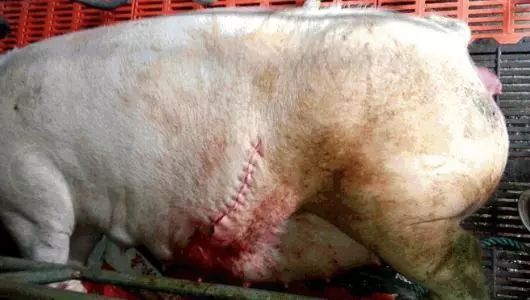 母猪产完三天肚子还鼓,母猪产完后肚子会怎么样