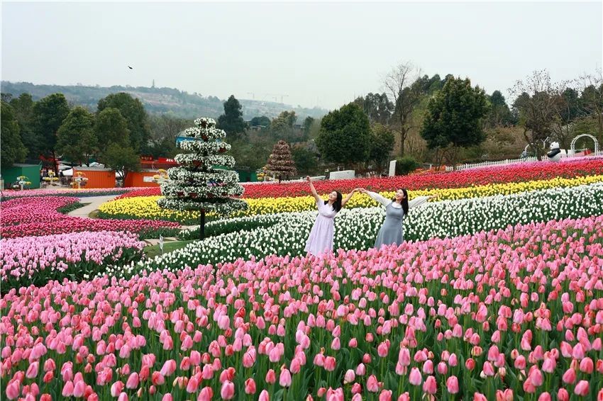漫花庄园亿朵白樱花绚烂绽放啦，这些樱花的起源你真的知道吗？