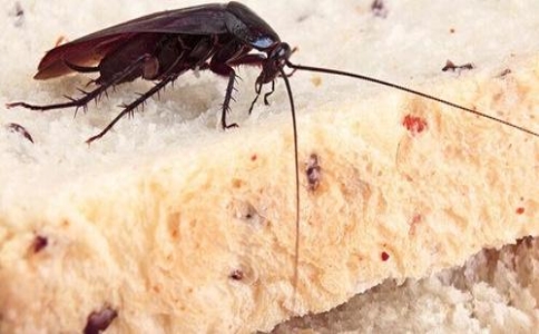 家庭最管用的自制灭蟑法,专业的灭蟑方法