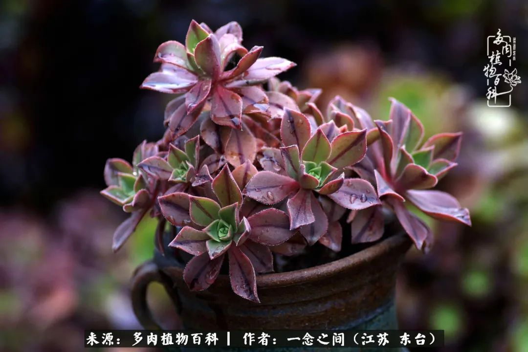 遇见花开蓝莓糖,遇见花开蔬菜沙拉酱