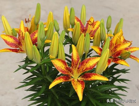 食用百合什么时候种植最好,兰州百合地栽种植详细方法