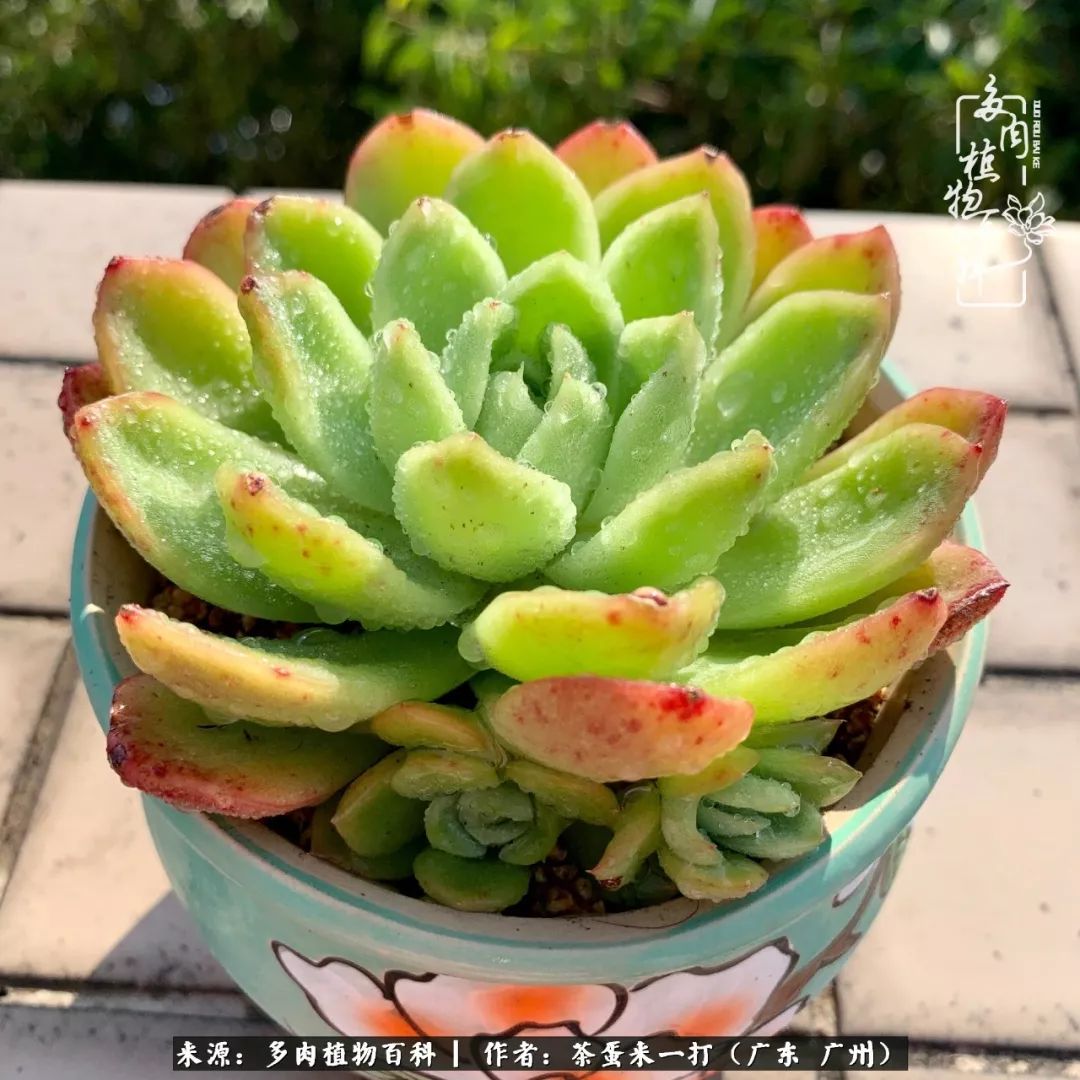 在冬日阳光下，记一个多肉小白的养肉历程