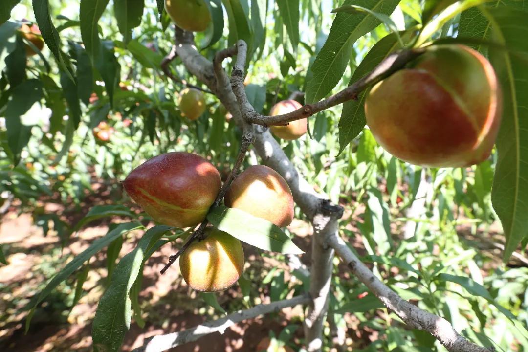 红红油桃挂枝头,这个五月“桃”你欢心