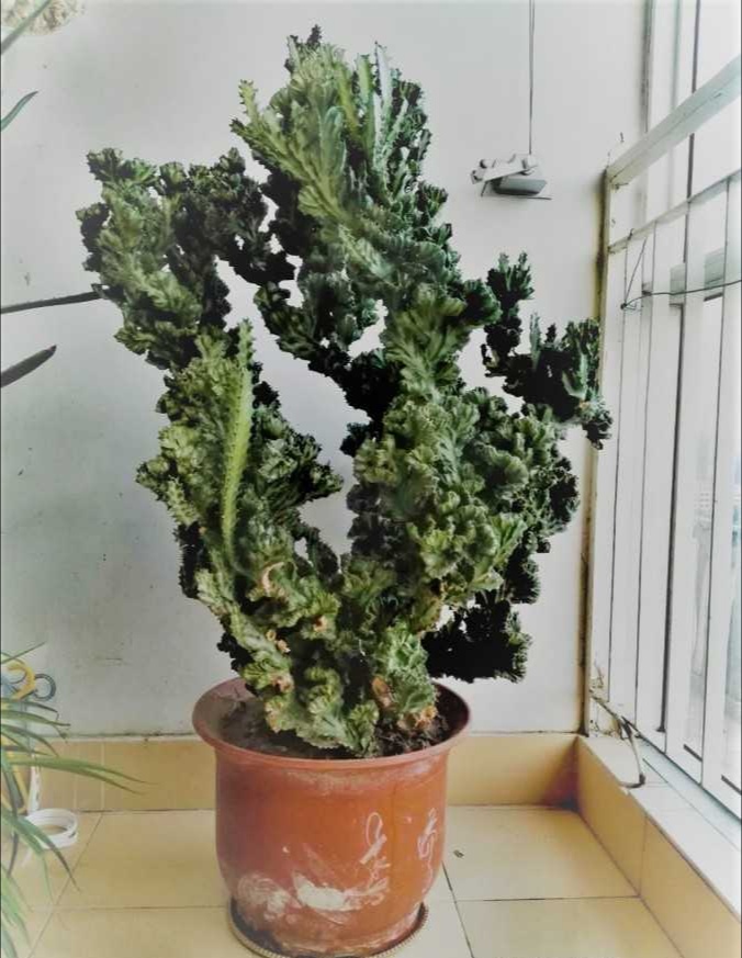 龙骨霸王鞭的功效区别,龙骨花与霸王鞭有什么区别