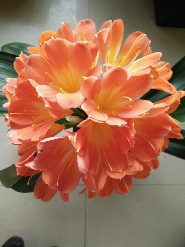 四季开花的君子兰有什么品种,君子兰花卉哪个品种最好