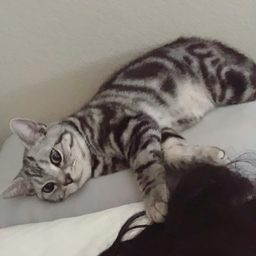 养猫咪的铲屎官猫咪都长什么样,铲屎官的猫咪有多离谱