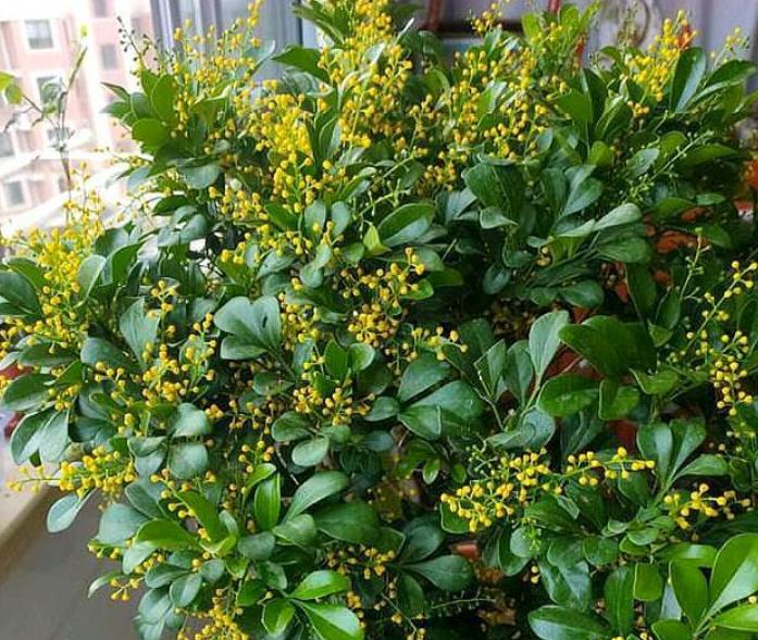 米兰花在家养好不好,米兰花怎么养室内最好