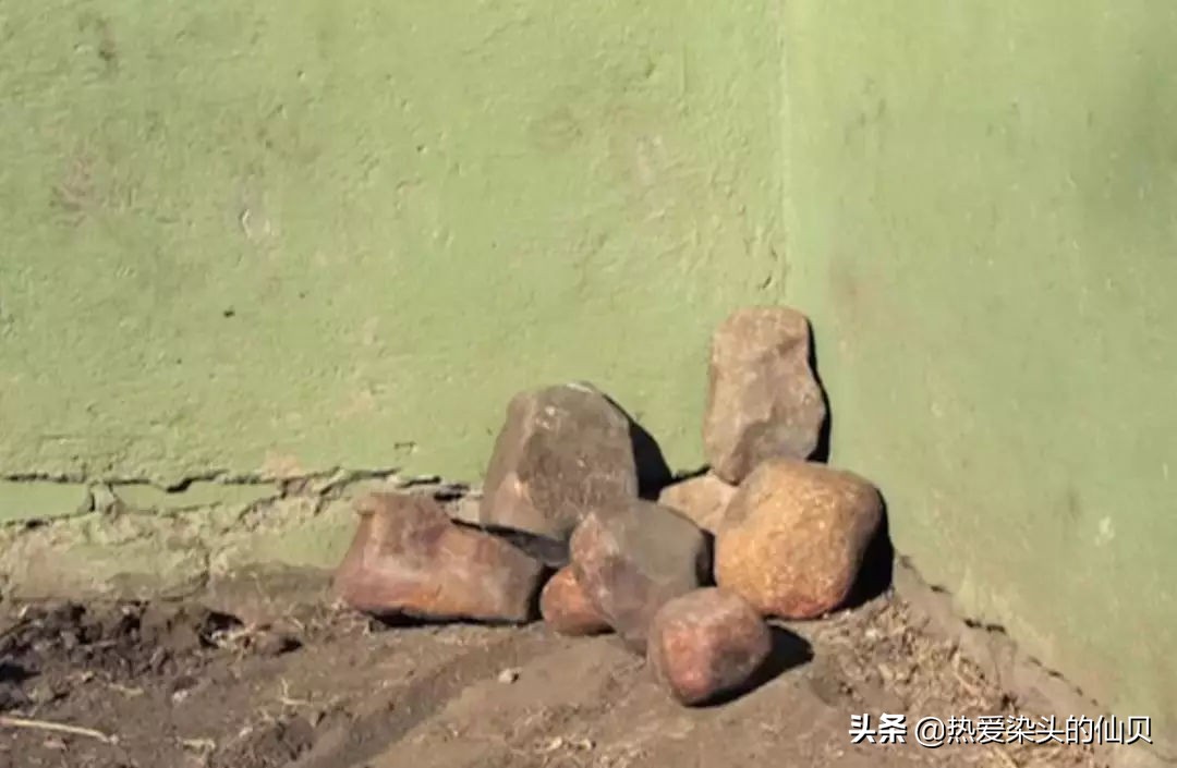 我，蜜獾，一位平平淡淡的打架小天才。生死看淡、不服就干