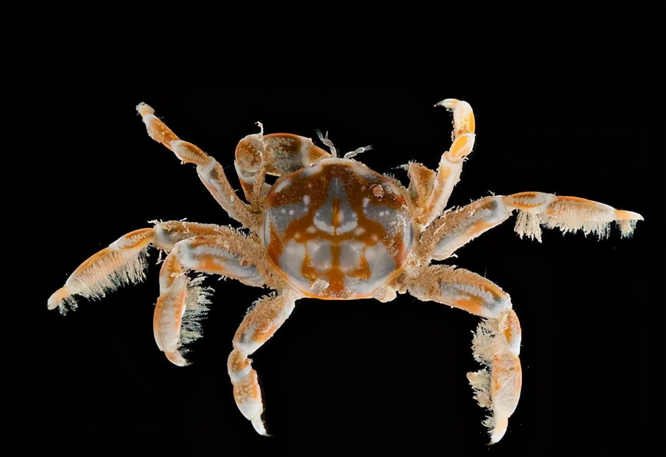 胃里长牙齿、祖先“四不像”，螃蟹的这些小秘密猜你不知道