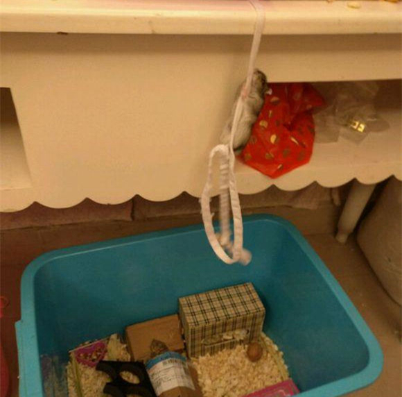 仓鼠臂力有多强？这只紫仓用鞋带越狱告诉你，旁边的主人却笑了