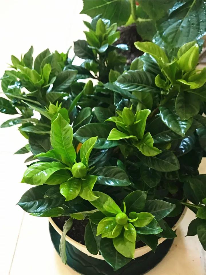 在叶子上的蓝色营养液,在植物的叶子上喷水有用吗