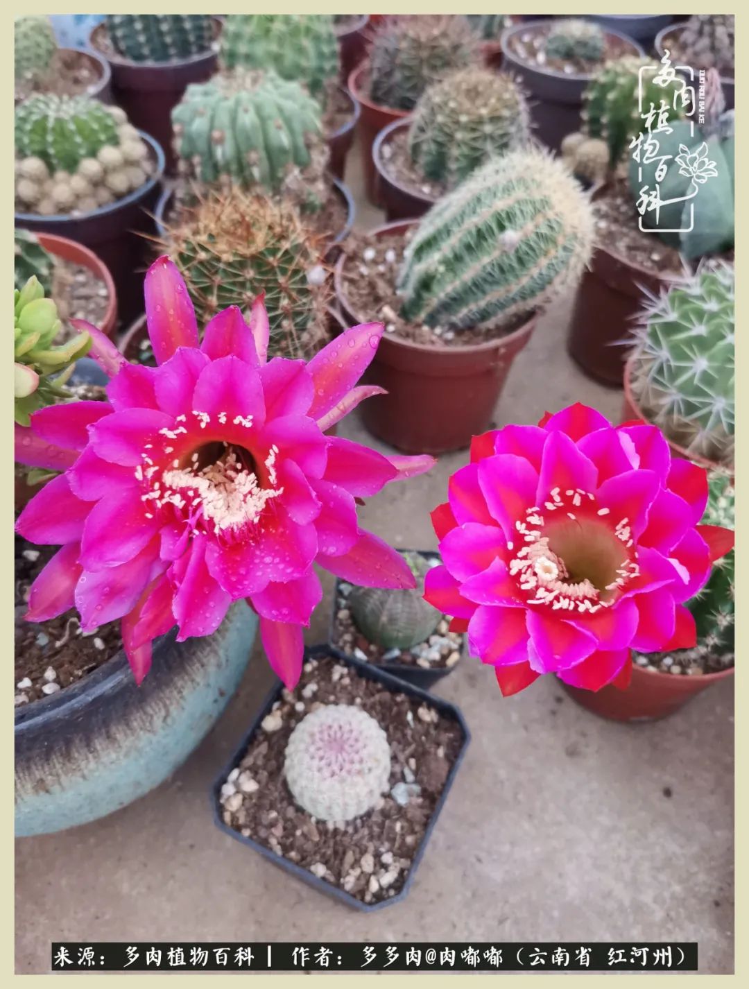 这个春天我们一起去赏花,这个季节我们一起去看花