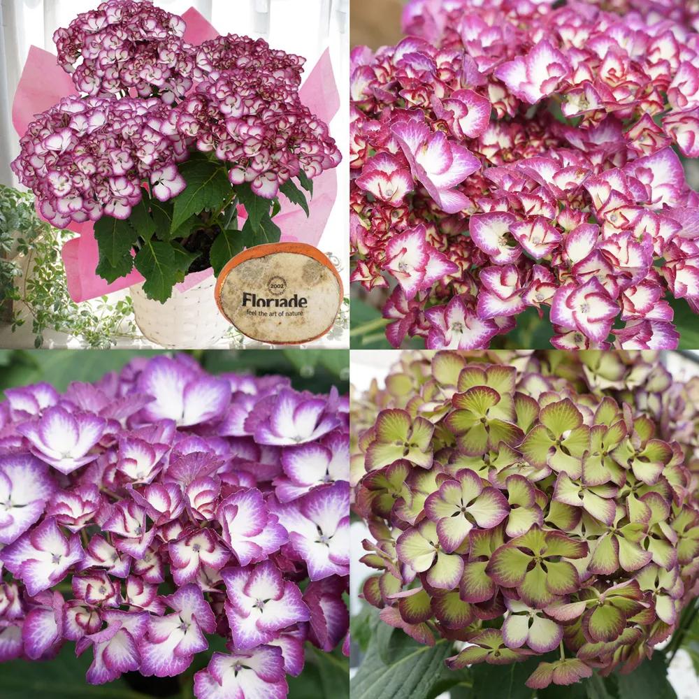 春季绣球叶子发皱怎么回事,夏季绣球老叶子都干枯怎么处理