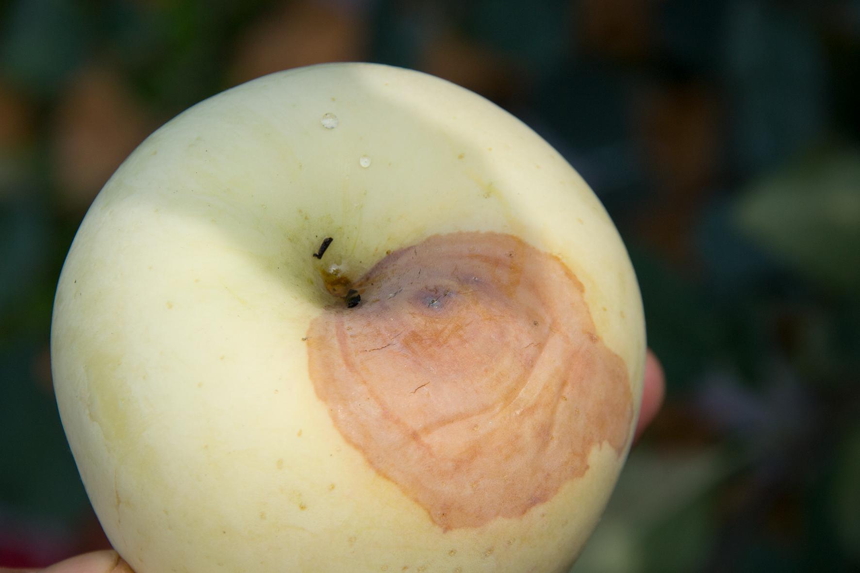 冰雹对今年红富士苹果的影响,大风沙尘降温对红富士苹果的影响