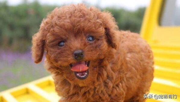 泰迪消化不良,泰迪消化不良的原因