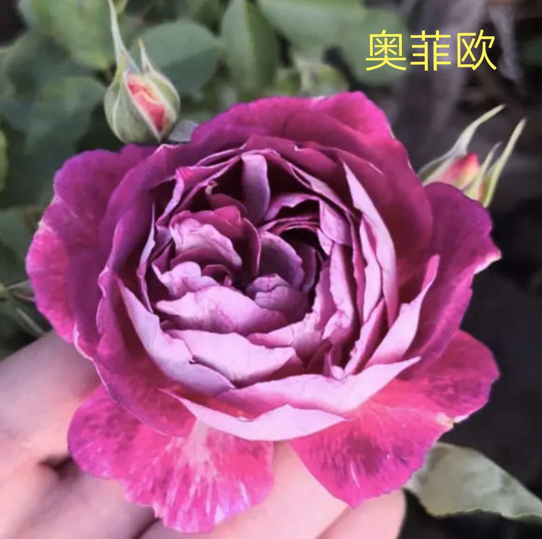 2020年木村卓功月季新品,木村卓功的月季都比较耐阴吗