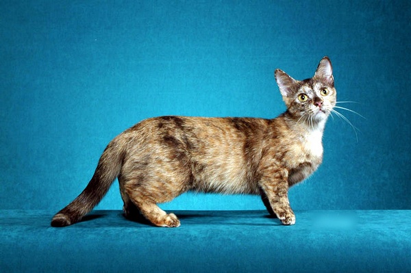 名贵猫咪的品种及图片大全,十大名贵猫咪品种排行榜