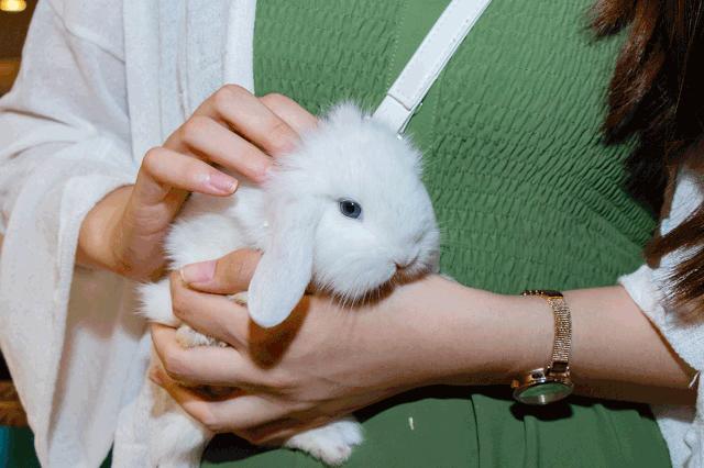 19.9包邮毛绒羊驼,羊驼9.9元秒杀直播