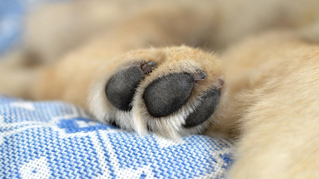 狗狗皮肤癌治疗方案,狗狗得皮肤癌的症状