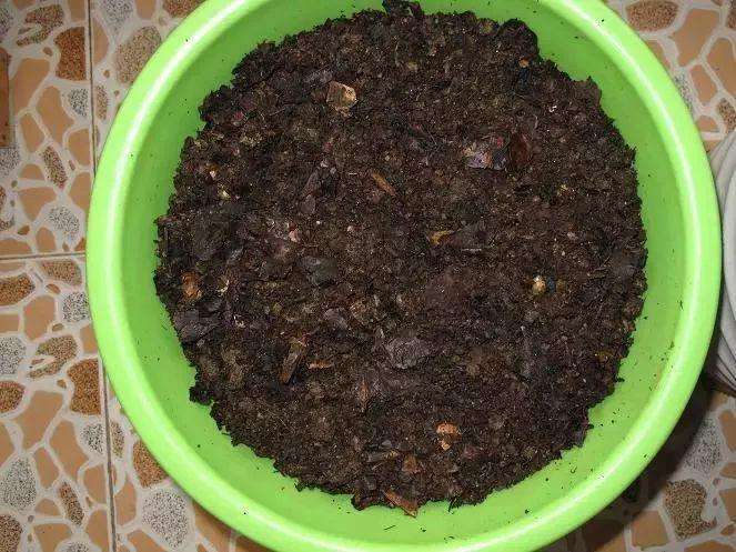 不值钱的松果图片,不值钱的松果图片大全