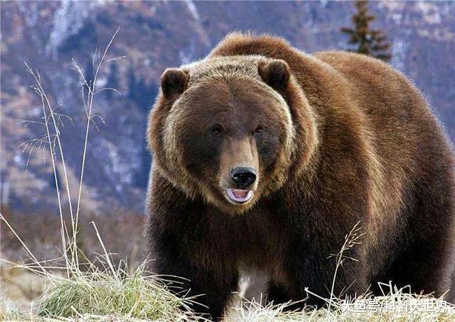 世界上最危险的两种树,世界上最危险的三个森林第三名