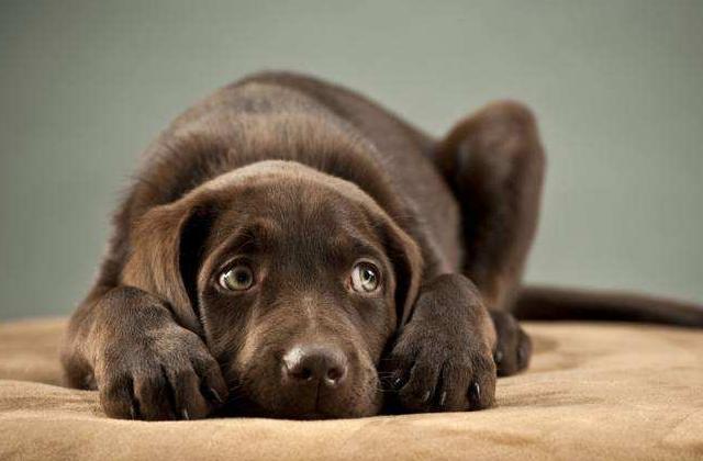 狗狗异食癖吃什么微量元素,狗狗异食癖是什么意思