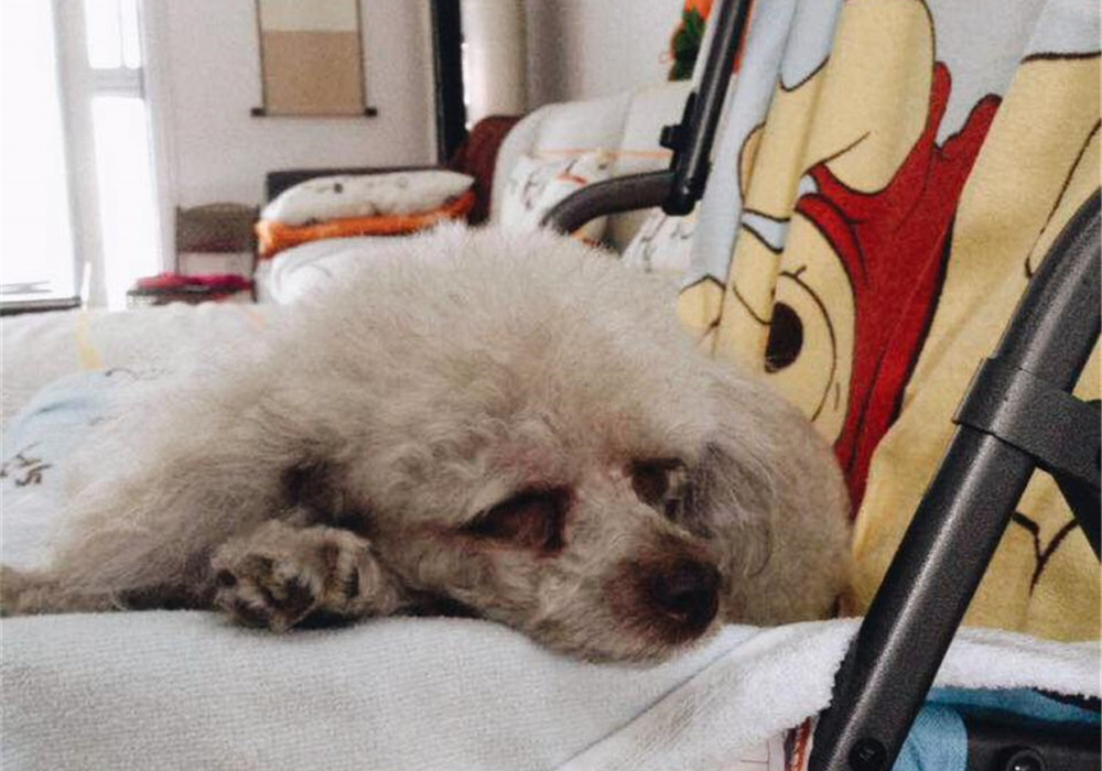 狗脂肪瘤会长大吗,肝上有个脂肪瘤与脂肪肝有关联吗