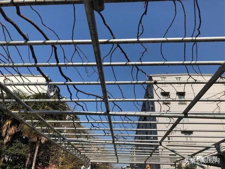 最美紫藤花动态,紫藤几年修剪一次怎么修剪的