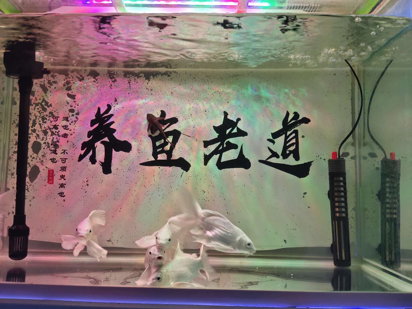 鱼缸起气泡最好的解决办法,鱼缸水发白雾蒙蒙的还有好多气泡