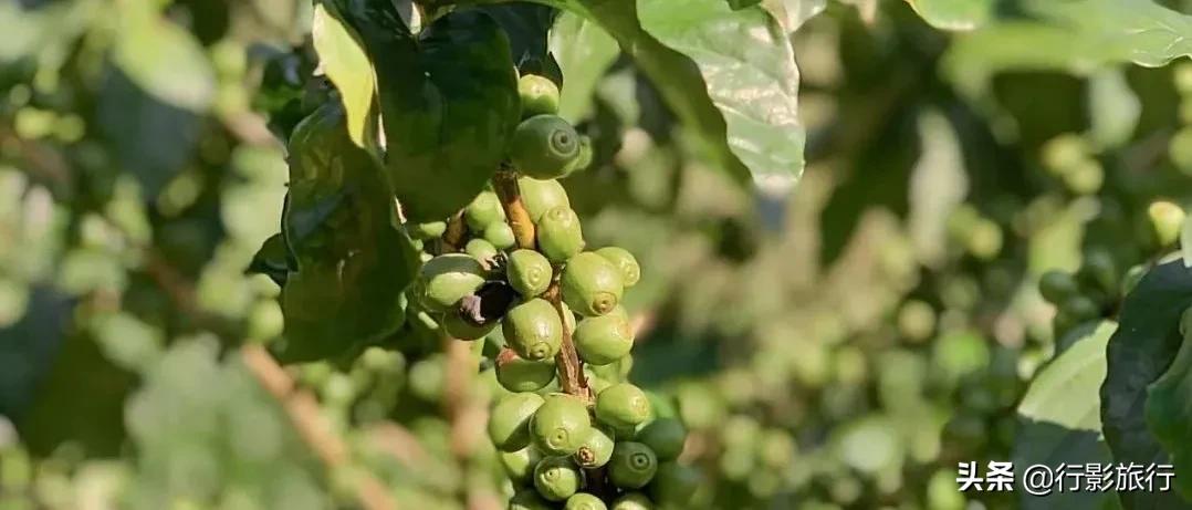 云南的西双版纳州怎么样,云南西双版纳景区怎么样