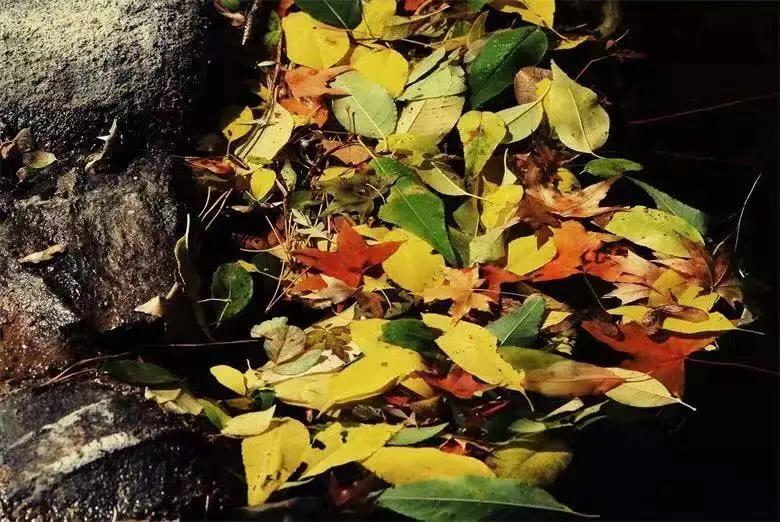 创森进行时丨立冬后，我把丰台的秋，收进了相册里