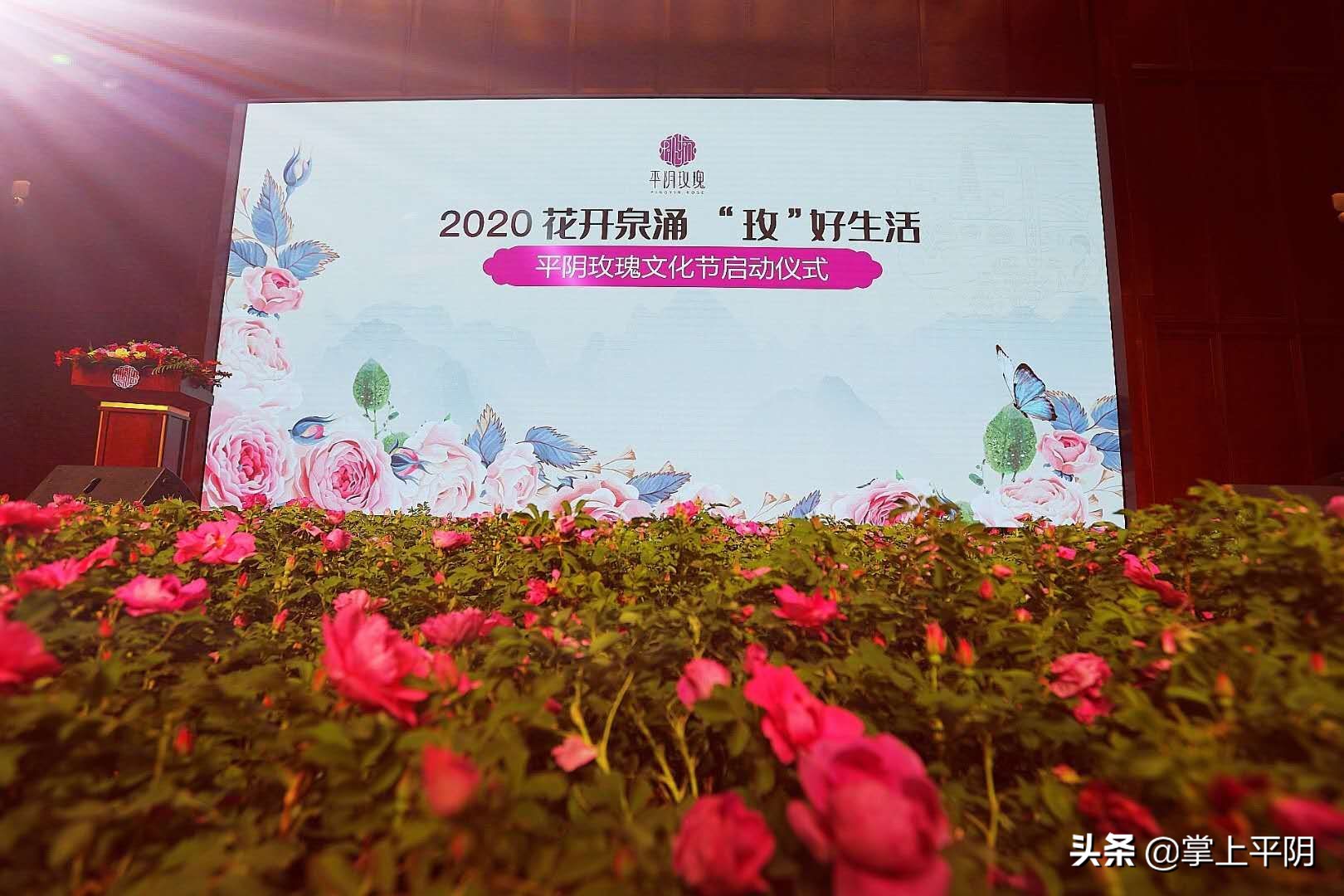 平阴玫瑰文化节,今年平阴玫瑰节几号开幕