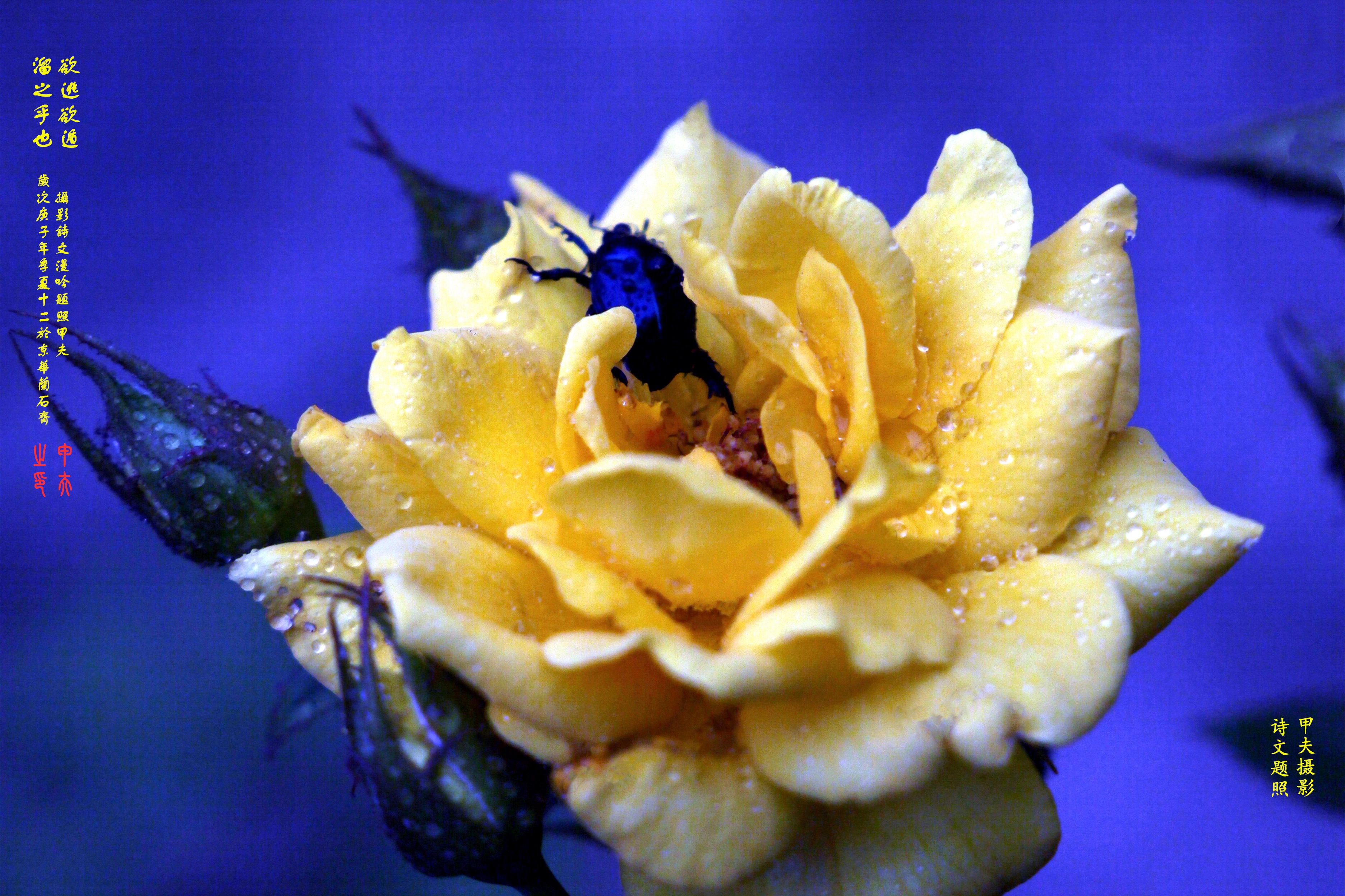 鐢插か鎽勫奖浣滃搧,鐢插か鎽勫奖浣滃搧鍥剧墖