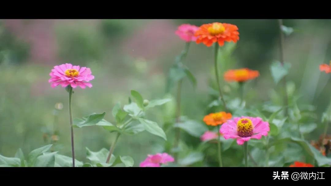 哦买噶！内江人的朋友圈这两天拿跟拉们刷屏了——