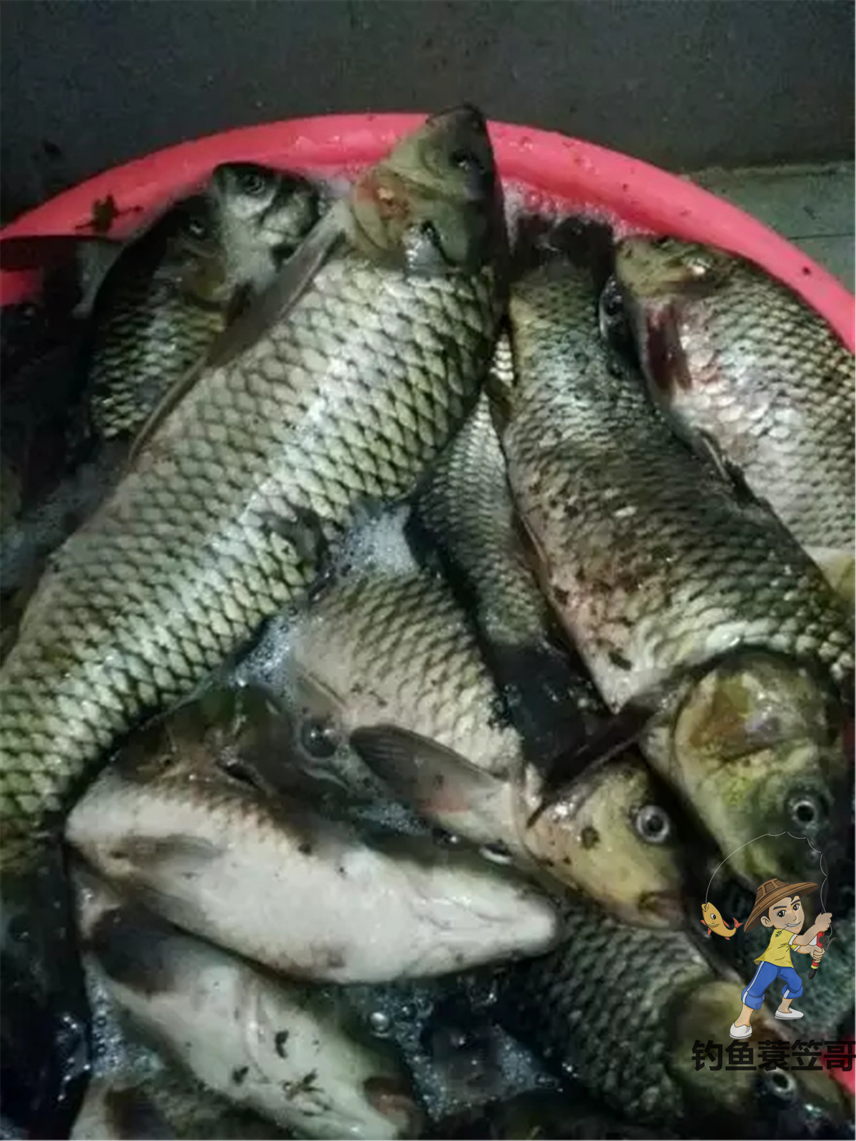 野钓鲫鱼爆护,野钓怎么提高鱼获呢