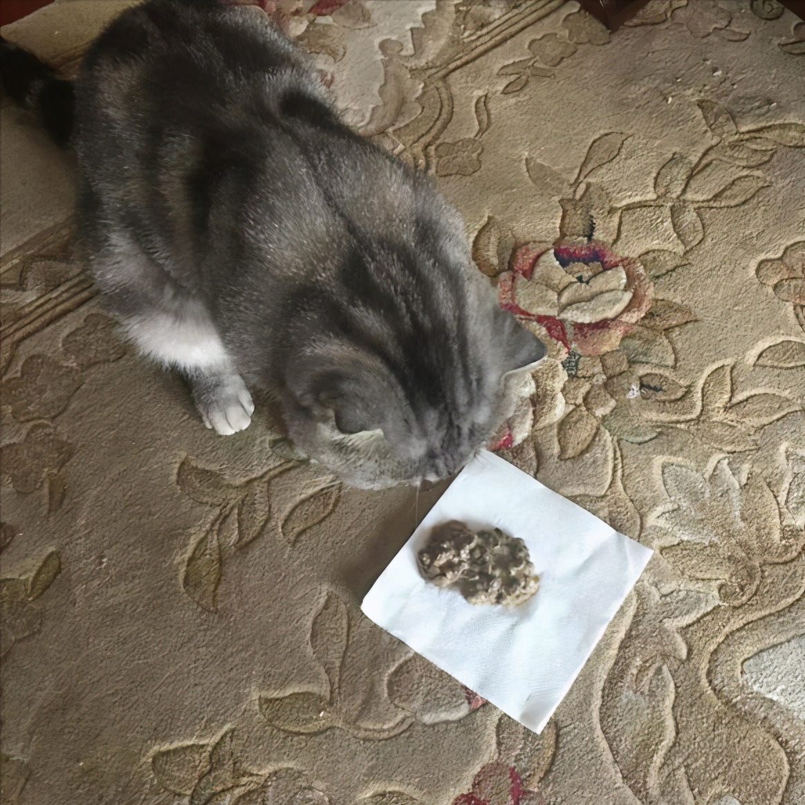 英短猫吃什么猫粮又便宜又好,英短可以吃哪些食物