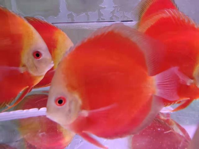 观赏鱼疾病治疗大全,观赏鱼常见的病状及治疗方法