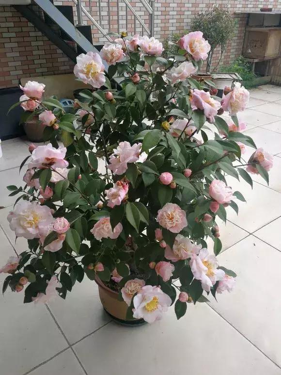 什么木本花好养,4种花超耐旱好养