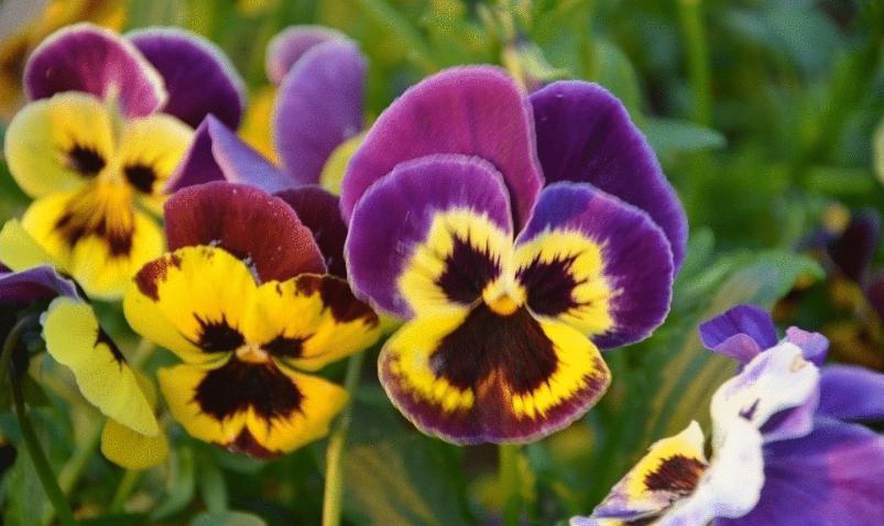 三色堇开花颜色,三色堇花语爱与勇气