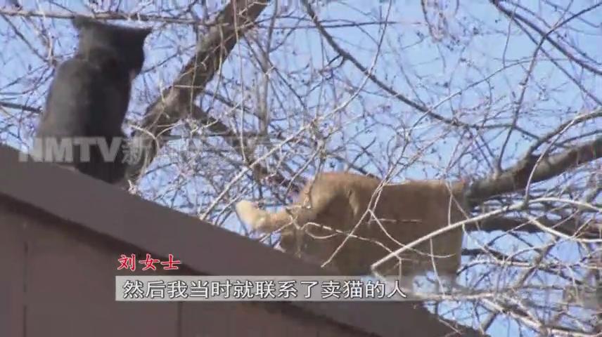 呼和浩特一女子花1500元买了只小猫，几天后孩子身上竟出了红疹？！女子投诉猫舍职能部门介入