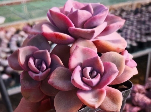 紫乐多头群生云南露养多肉植物 (多肉彩虹糖紫乐鉴定)