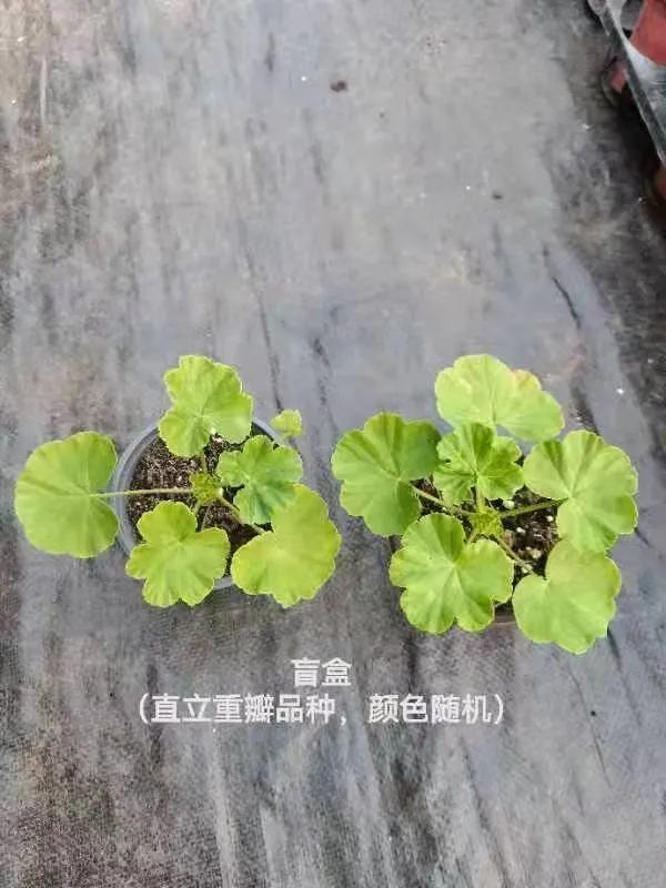 阳台天竺葵容易爆花品种,天竺葵最能开花的品种