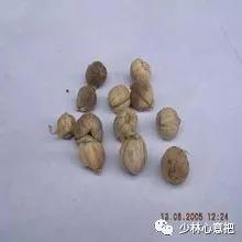 中药图片大全名称,中药图片大全带药名高清