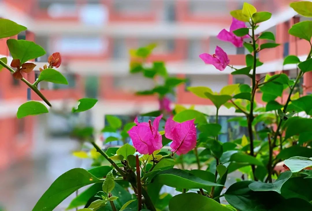 南师附中邺城路排名,南师邺城路初中怎么样